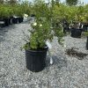 Potted flowering shrub with small white blossoms in a black container, set in a gravel nursery lot.