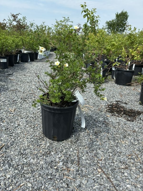 Potted flowering shrub with small white blossoms in a black container, set in a gravel nursery lot.