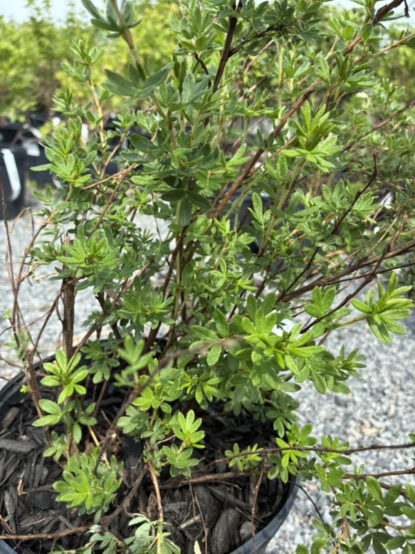 Close-up of a potted shrub with small serrated green leaves and brown stems on gravel in the background.