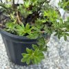Close-up of a potted shrub with small bright green, oval serrated leaves on woody stems.