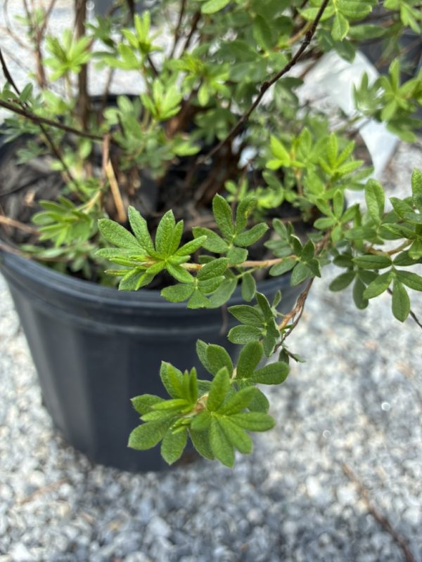 Close-up of a potted shrub with small bright green, oval serrated leaves on woody stems.