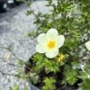 Cream moss-rose blossom with a yellow center on a green, bushy Portulaca plant in a pot outdoors.