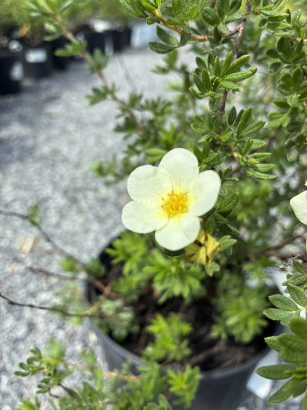 Cream moss-rose blossom with a yellow center on a green, bushy Portulaca plant in a pot outdoors.