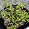 Small green shrub with tiny oval leaves in a black plastic pot on a gravel surface.