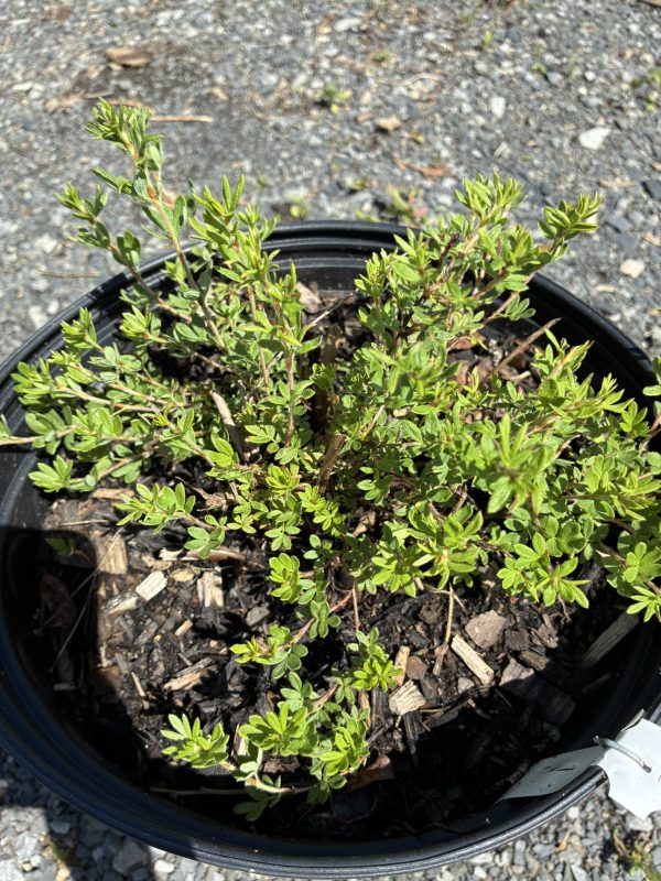 Small green shrub with tiny oval leaves in a black plastic pot on a gravel surface.