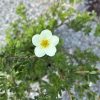 Single pale white flower with a bright yellow center atop a small green shrub, gravel background (informative close-up).