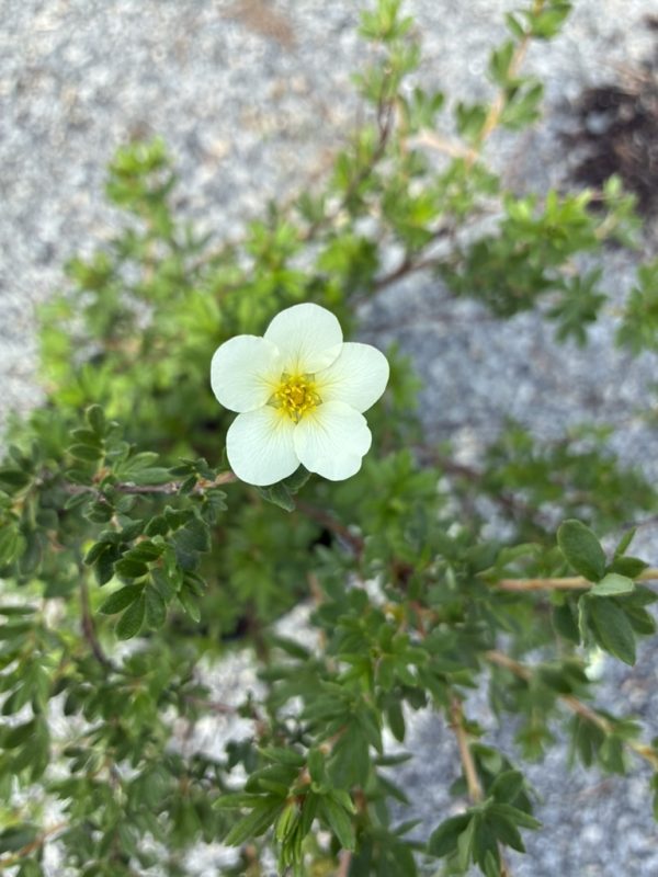 Single pale white flower with a bright yellow center atop a small green shrub, gravel background (informative close-up).