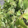 Vine with small green berries and elongated serrated leaves climbing a thin stem in a garden.