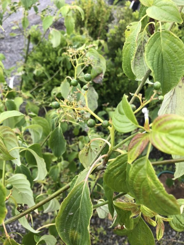 Vine with small green berries and elongated serrated leaves climbing a thin stem in a garden.