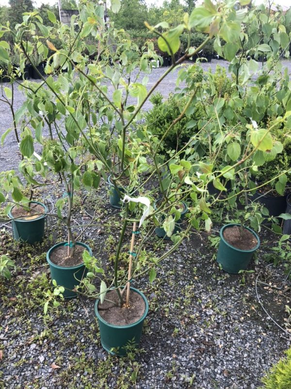 Several young trees in green plastic pots placed on a gravel surface in a nursery yard a