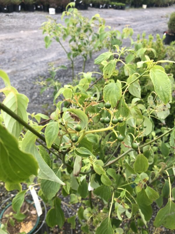 Branching shrub with small green berries along slender stems and bright green leaves in a plant nursery setting.