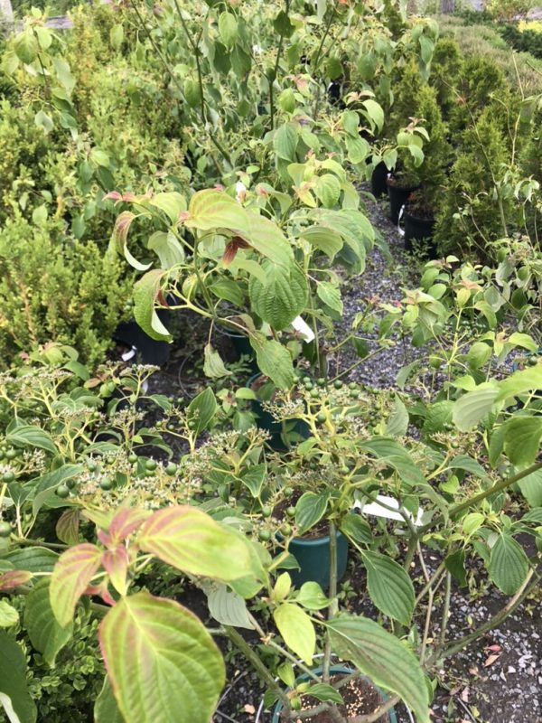 Rows of green-leaved potted shrubs in a nursery, some with pink-tinged new growth and small flower clusters on the stems.