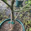 Tree in a green plastic pot supported by a wooden stake and green strap; soil surface covered with dried needles and scattered fertilizer pellets.