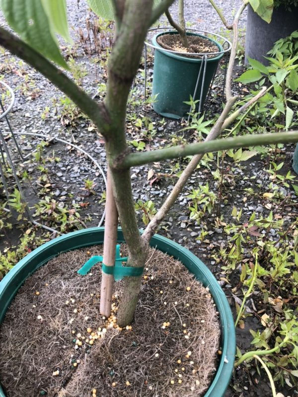 Tree in a green plastic pot supported by a wooden stake and green strap; soil surface covered with dried needles and scattered fertilizer pellets.