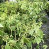 Blueberry plants with unripe green berries in pots in a garden nursery bed