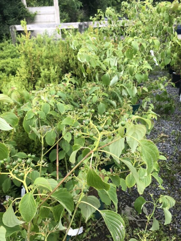 Blueberry plants with unripe green berries in pots in a garden nursery bed