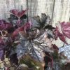 Close-up of dark purple, serrated leaves of an ornamental plant against a weathered wooden fence.