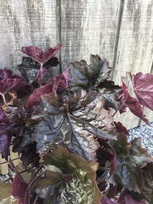 Close-up of dark purple, serrated leaves of an ornamental plant against a weathered wooden fence.