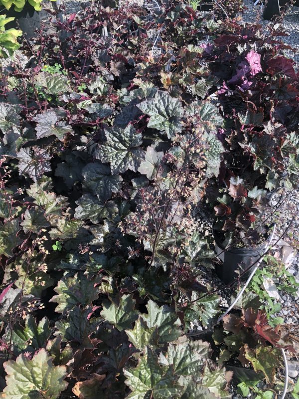 Dense cluster of dark maroon, lobed leaves with pink-red stems in a gravel garden bed with sunlight.