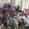 Close-up of burgundy, deeply lobed leaves from a decorative plant against a weathered wooden fence.