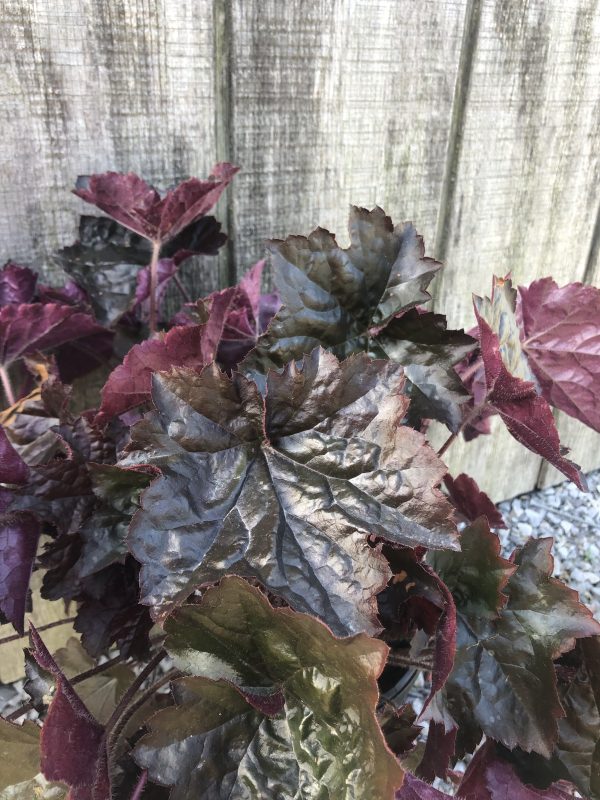 Close-up of burgundy, deeply lobed leaves from a decorative plant against a weathered wooden fence.