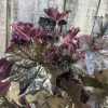 Close-up of burgundy ornamental kale leaves with jagged edges against a weathered wooden fence.
