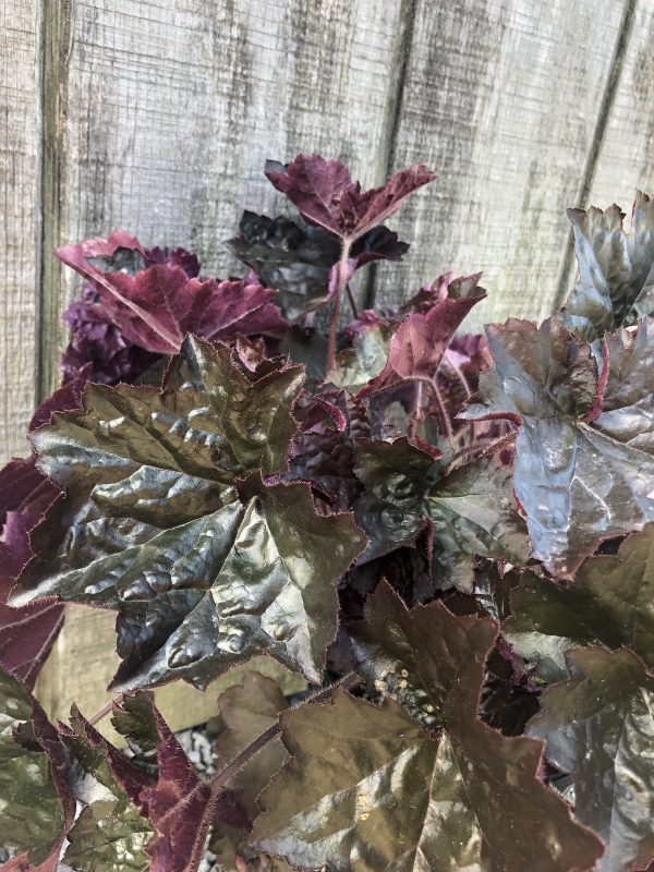Close-up of burgundy ornamental kale leaves with jagged edges against a weathered wooden fence.