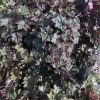Dense cluster of dark purple, lobed leaves with reddish stems in a garden bed.