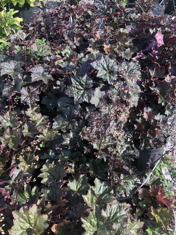 Dense cluster of dark purple, lobed leaves with reddish stems in a garden bed.