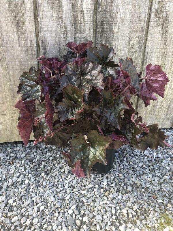 Potted ornamental plant with dark purple, lobed leaves against a wooden fence and gravel ground.