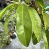 Close-up of bright green elliptical leaves with serrated edges on a woody branch.