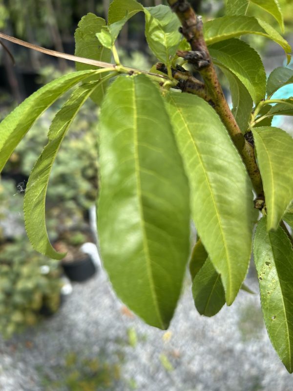 Close-up of bright green elliptical leaves with serrated edges on a woody branch.