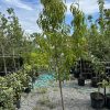 Young tree in a black pot in a gravel nursery yard with many other potted trees and green hoses on the ground behind it.
