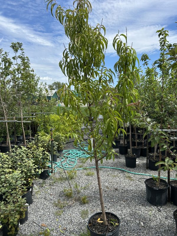 Young tree in a black pot in a gravel nursery yard with many other potted trees and green hoses on the ground behind it.