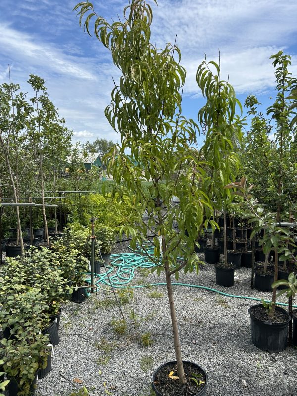 Tall young tree in a black pot amid other potted trees in a gravel lot under a blue sky with scattered clouds.