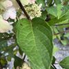 Cluster of pale green hydrangea buds with pink-tinged petals among green leaves.