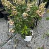 Hydrangea shrub with pale pink blossoms in a white pot among other nursery pots on gravel.