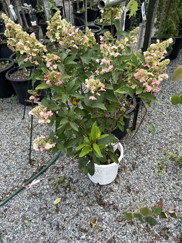 Hydrangea shrub with pale pink blossoms in a white pot among other nursery pots on gravel.
