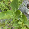 Close-up of vibrant green, oval leaves with smooth margins on a woody shrub.