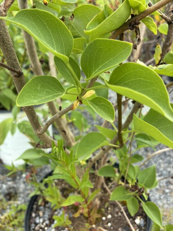 Close-up of a leafy shrub with bright green oval leaves and brown woody stems in a pot. Next to gravel outdoors.