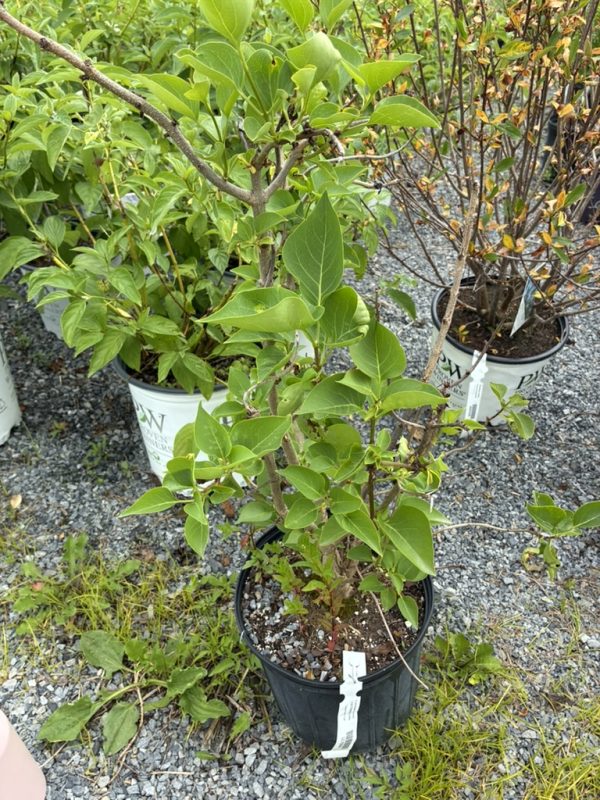 Young potted shrub with glossy green oval leaves in a black nursery pot on gravel, tag visible for sale/identification.
