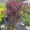 Purple-leaf ornamental shrub in a black plastic pot at a plant nursery.