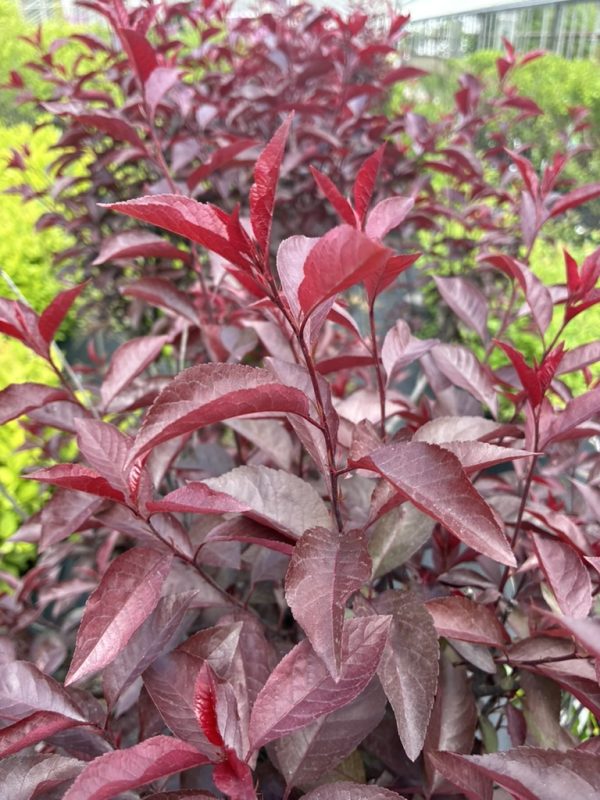 Shrub with burgundy-red, glossy leaves in a garden setting.