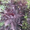 Close-up of dark burgundy-purple leaves on a dense shrub, vibrant reddish foliage dominating the frame