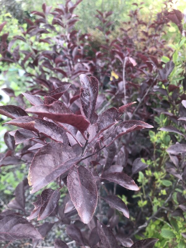 Close-up of dark burgundy-purple leaves on a dense shrub, vibrant reddish foliage dominating the frame