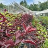 Red-leaf ornamental shrubs line a plant nursery bed, with glass greenhouses and a blue sky in the background.