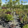 Young deciduous trees in black nursery pots arranged in a gravel lot under a clear blue sky.