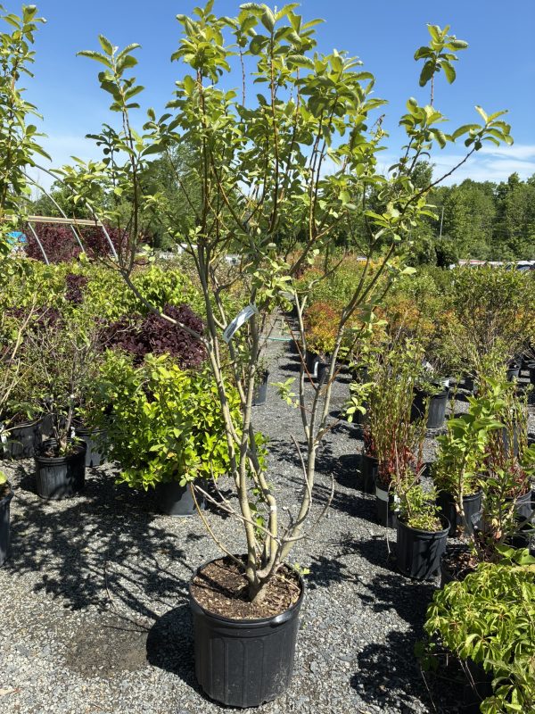 Young deciduous trees in black nursery pots arranged in a gravel lot under a clear blue sky.