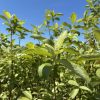 Row of green-leaved shrubs reaching toward a clear blue sky, forming a dense garden hedge.