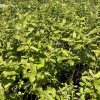 Dense row of bright green shrubs in a sunny plant nursery setting.